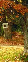 Autumn colors