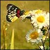 Easter lenten Holy Week butterfly on an early spring day