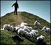 Sheep on a hillside