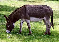 Donkey