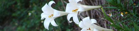 Easter Lily