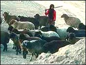 Shepherd boy with flock