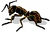 Ant