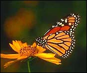 Monarch Butterfly