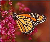 Monarch Butterfly