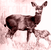 deer.gif - 16.7 K