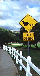 Duck Crossing