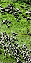 Lambs on a hillside