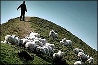 Feed my sheep, hillside flock