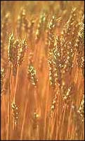 Wheat growing in the field