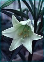 Easter Lily