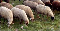 Sheep grazing