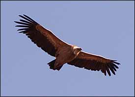 Griffon Vulture