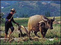 Plowing fallow ground