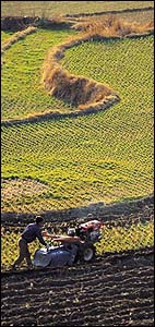 Breaking up fallow ground for planting